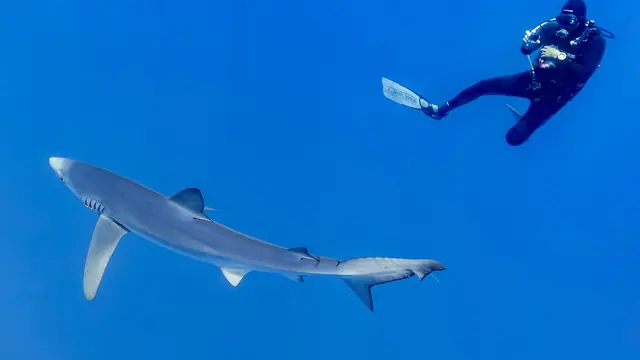 What Happens Below 40 Meters: The Risks of Deep Diving